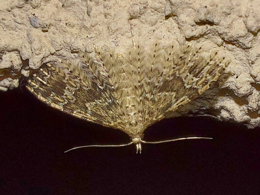 Alucita hexadactyla (Linnaeus, 1758)