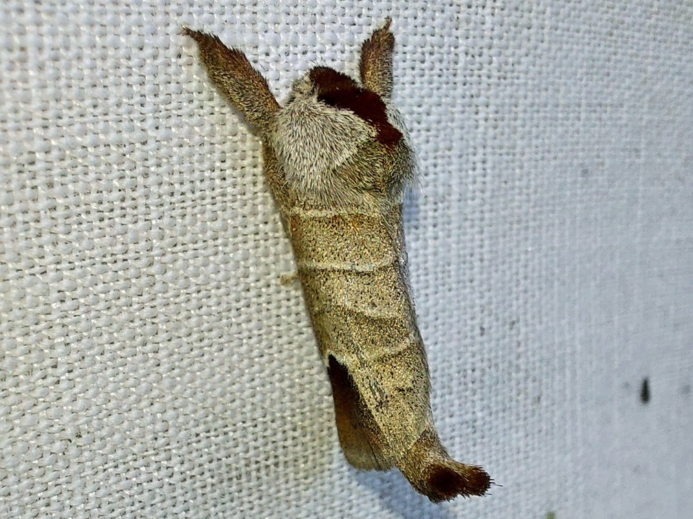 Clostera curtula (Linnaeus, 1758)