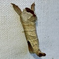 Clostera curtula (Linnaeus, 1758)