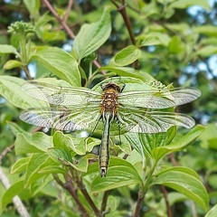 Cordulia aenea (Linnaeus, 1758)