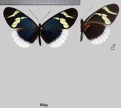 Heliconius eleuchia (Hewitson, [1854])