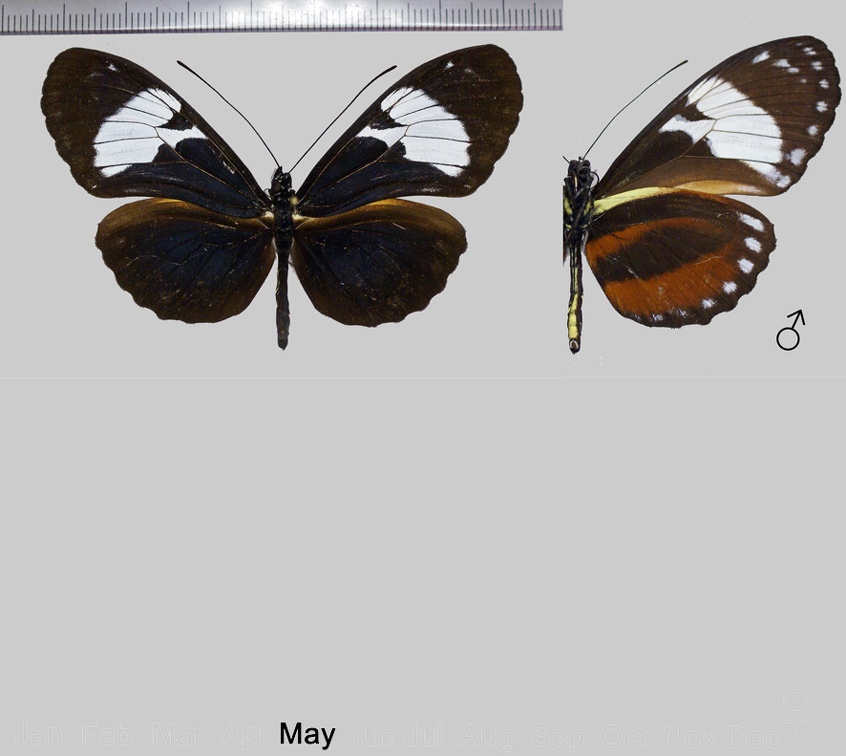 Heliconius cydno cydnides f.flavidior (Neustetter, 1928)