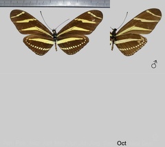 Heliconius charitonia bassleri (Comstock &amp; Brown, 1950)