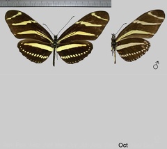 Heliconius charitonia vasquezae (Comstock &amp; Brown, 1950)