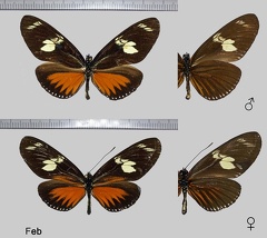 Heliconius doris eratonius (Staudinger, 1897)