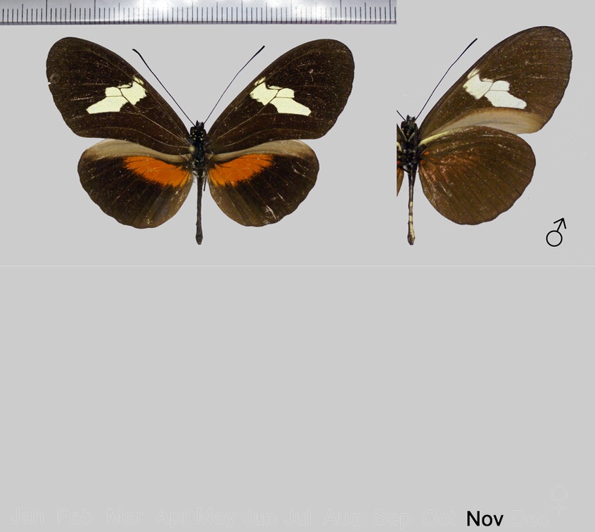 Heliconius erato himera (Hewitson, 1867)