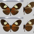 Heliconius erato venustus (Salvin, 1871)