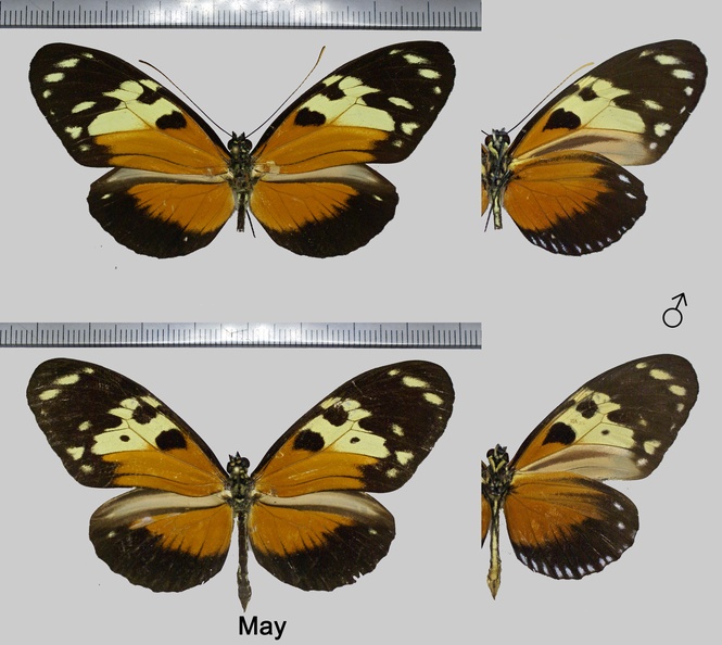 Heliconius hecale melicerta (Bates, 1866).jpg