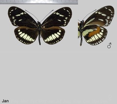 Heliconius hecuba tolima (Fassl, 1912)