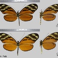 Heliconius ismenius clarescens (Butler, 1875)