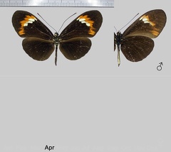 Heliconius melpomene flavotenuiatus x amaryllis f.32 (-,-)