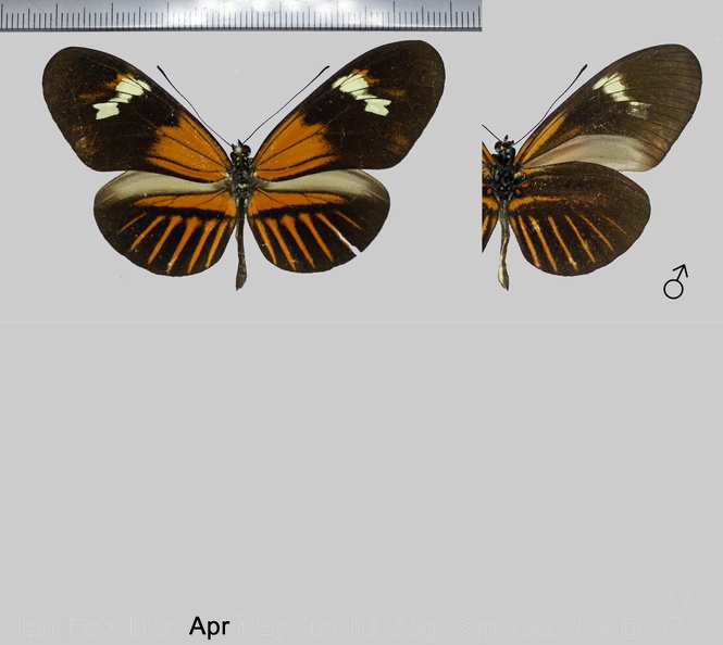 Heliconius melpomene flavotenuiatus x amaryllis f.92 (-,-)