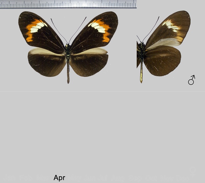 Heliconius melpomene flavotenuiatus x amaryllis f.02 (-,-).jpg