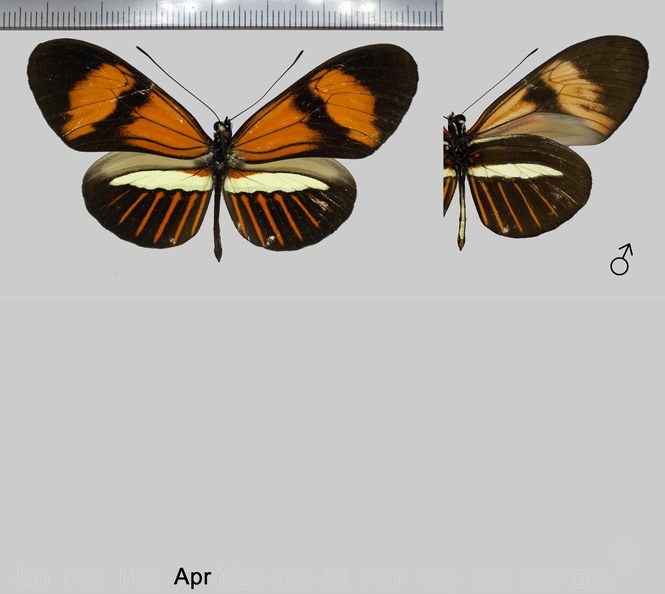 Heliconius melpomene flavotenuiatus x amaryllis f.13 (-,-)