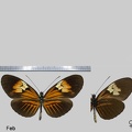 Heliconius melpomene penelope (Staudinger, 1894)
