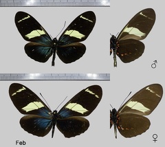 Heliconius sara apseudes (Hübner, 1809)