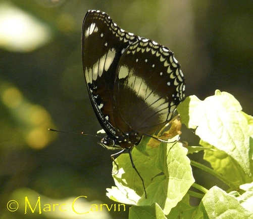 Hypolimnas bolina (Linnaeus, 1758)