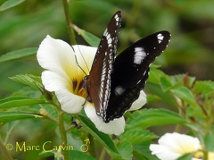 Hypolimnas bolina (Linnaeus, 1758)