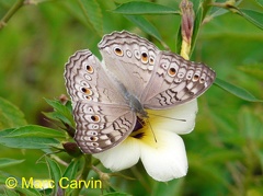 Junonia atlites (Linnaeus, 1764)