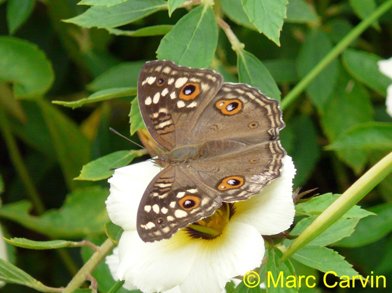 Junonia lemonas (Linnaeus, 1758)