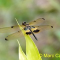 P1030095 Rhyothemis phylis.JPG