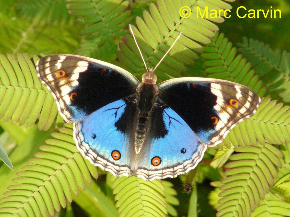 Junonia orithya (Linnaeus, 1758)