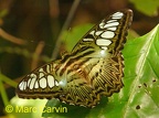 Parthenos sylvia (Cramer, 1775)