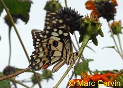 Papilio demoleus Linnaeus, 1758