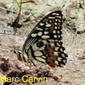 Papilio demoleus Linnaeus, 1758