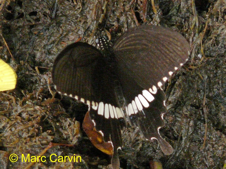 P1120200 Papilio polytes.JPG