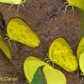 Eurema andersoni (Moore, 1886)