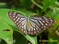 Pareronia valeria (Cramer, [1776])