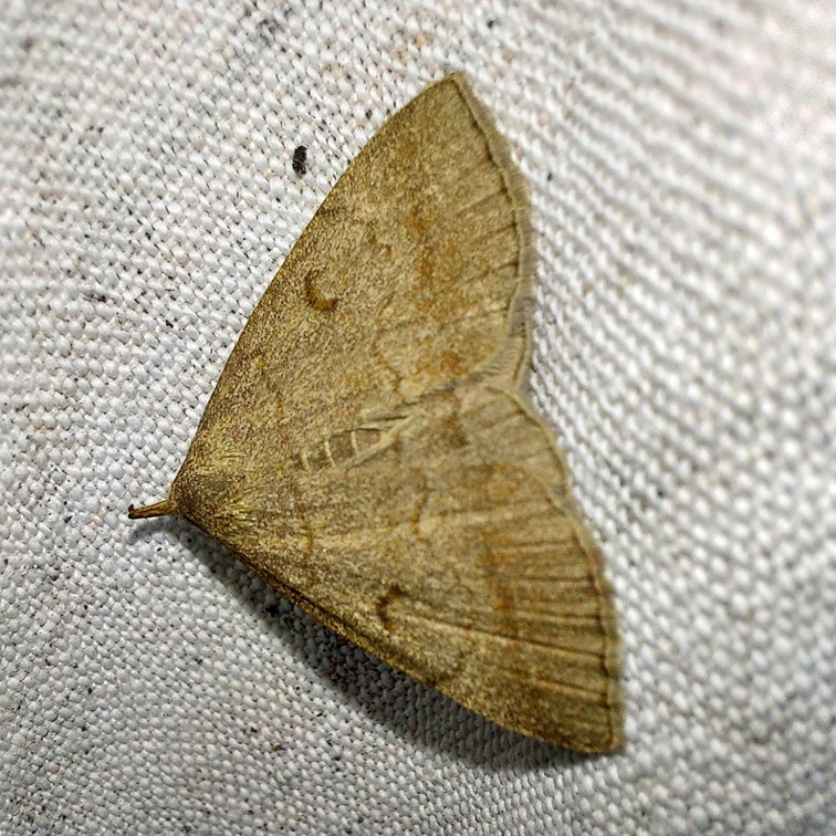 Zanclognatha lunalis (Scopoli, 1763)