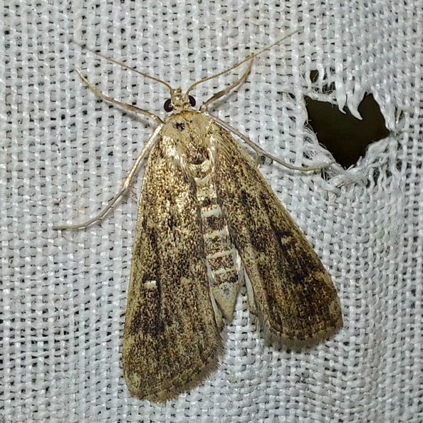 Parapoynx stratiotata (Linnaeus, 1758)