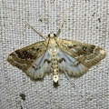 Parapoynx stratiotata (Linnaeus, 1758)