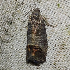 Cydia pomonella (Linnaeus, 1758)