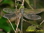 Odonates (Libellules,demiselles) - Dragonflies,damselflies