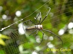 Arachnides (Araignées-Spiders)