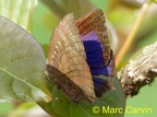 Lycaenidae de Thailande à identifier ou en cours de description