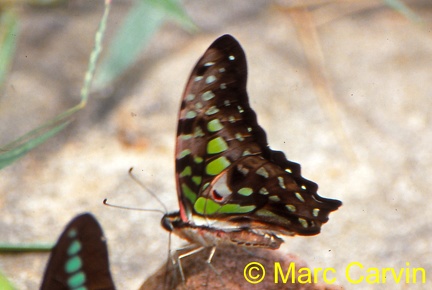 Graphium agamemnon (Linnaeus, 1758)