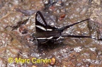 Lamproptera curius