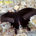 Papilio helenus Linnaeus, 1758