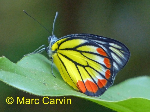 Delias hyparete (Linnaeus, 1758)