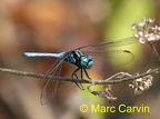 Odonates (Libellules,demiselles) - Dragonflies,damselflies