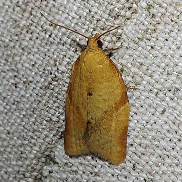 Clepsis consimilana (Hübner, 1817)