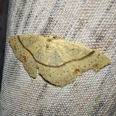 Cyclophora punctaria (Linnaeus, 1758)