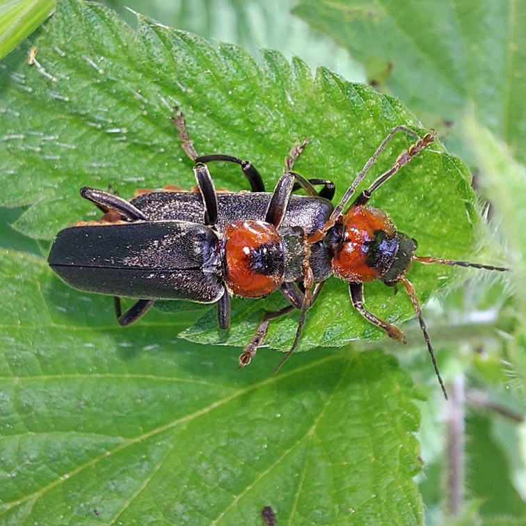 Cantharis fusca Linnaeus, 1758