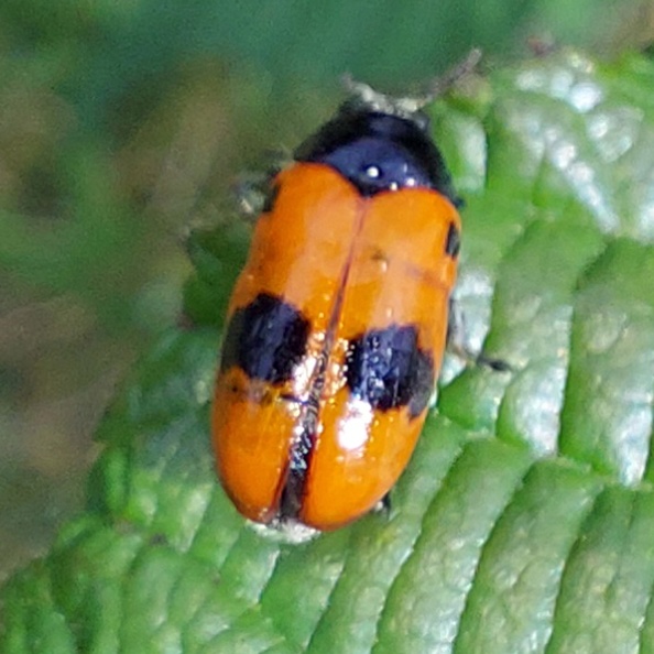 Clytra laeviuscula Ratzeburg, 1837