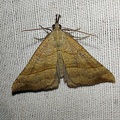 Hypena proboscidalis (Linnaeus, 1758)