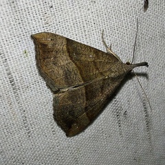 Hypena proboscidalis (Linnaeus, 1758)